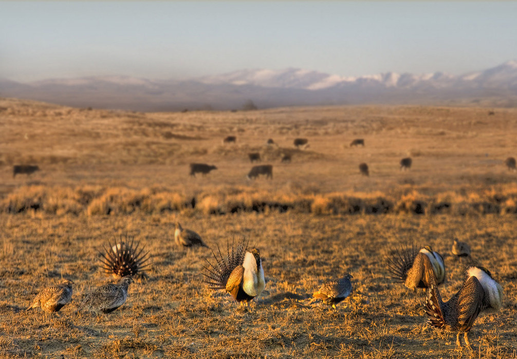 Grazing cattle pose a major threat to grouse population, as they destroy the sage-brush landscape the grouse call home.