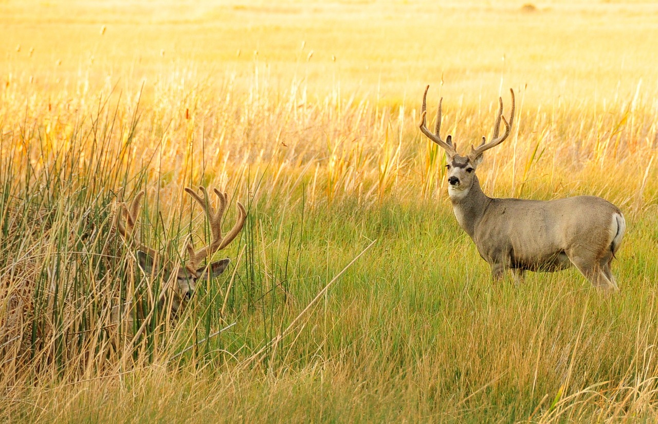 The presence of oil rigs, equipment, and fencing have been known to disrupt vital migratory routes of mule deer and antelopes.