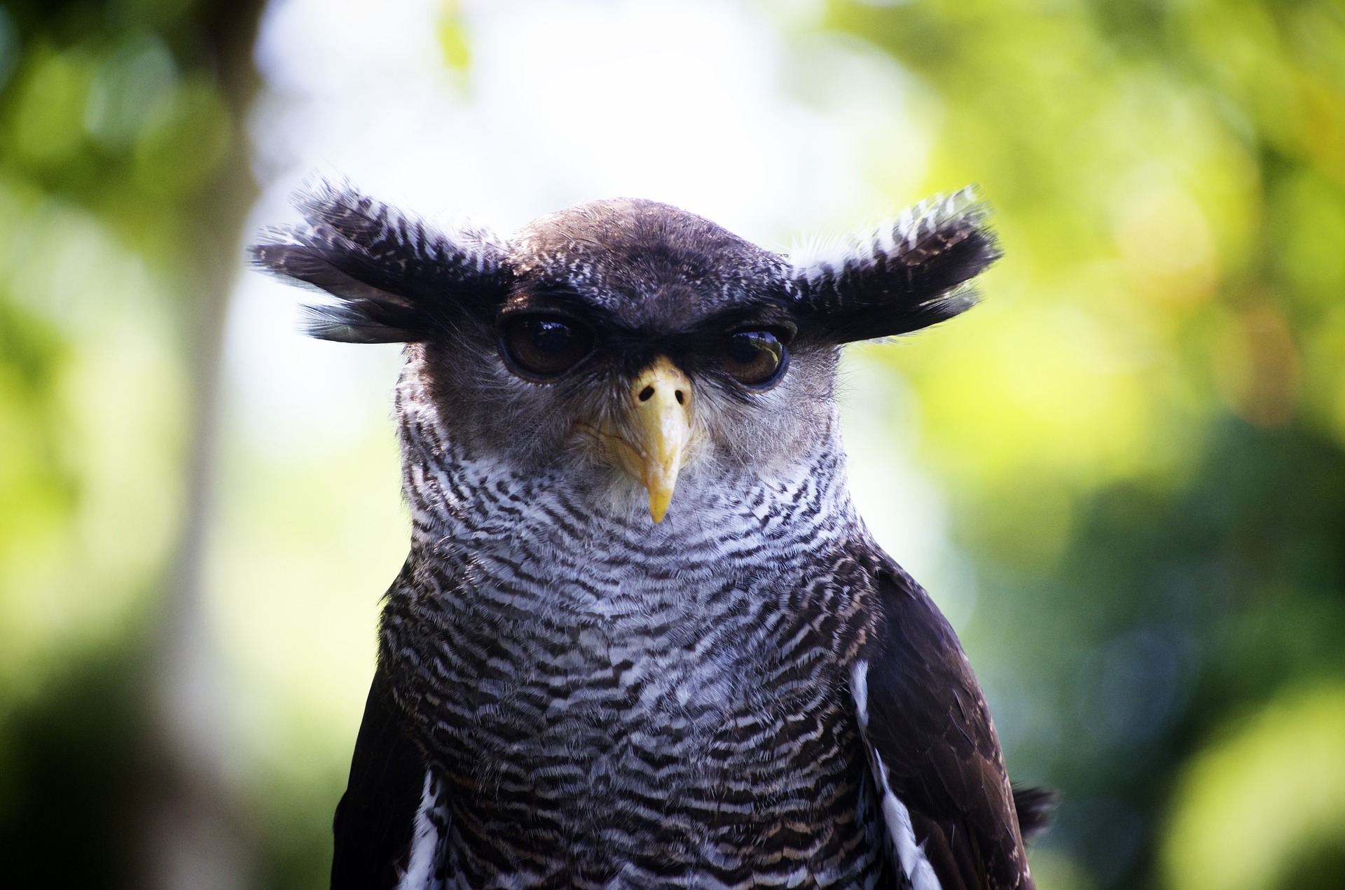 Land development can be especially disruptive to nocturnal migratory birds like owls, because of light pollution.